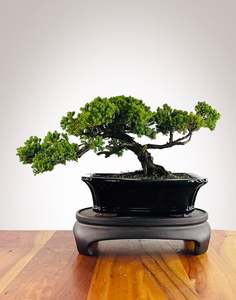 Japanese Juniper (JJ2602002)