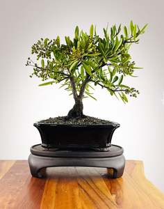 Firethorn (FT2602001)