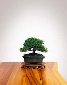 Japanese Cypress (HC2501017)