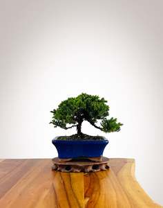 Xmas 2025: Japanese Juniper 2025X059