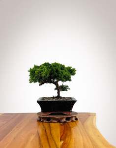 Xmas 2025: Japanese Juniper 2025X058