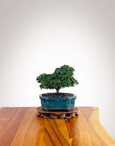 Japanese Cypress (HC2501016)