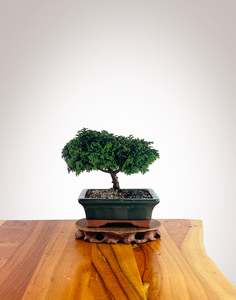 Japanese Cypress (HC2501015)