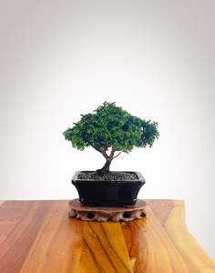 Japanese Cypress (HC2501014)