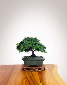 Japanese Cypress (HC2501012)