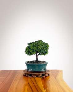 Japanese Cypress (HC2501011)