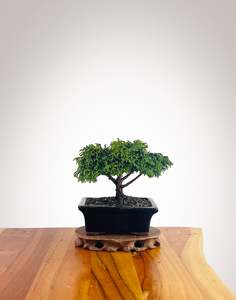 Japanese Cypress (HC2501009)