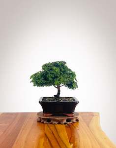 Japanese Cypress (HC2501008)