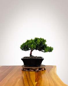 Xmas 2025: Japanese Juniper 2025X057