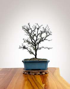 Corokia (CK2604012)
