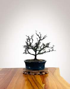 Corokia (CK2604011)