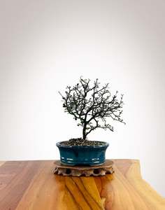 Corokia (CK2604010)