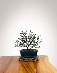 Corokia (CK2604009)