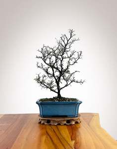 Corokia (CK2604008)
