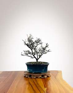 Corokia (CK2604007)