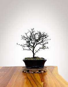 Corokia (CK2604006)