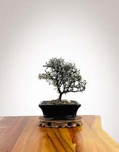 Corokia (CK2604005)
