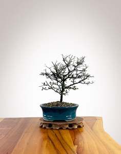Corokia (CK2604004)