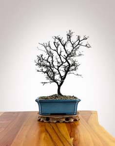 Corokia (CK2604003)