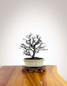 Corokia (CK2604002)