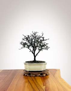 Corokia (CK2604001)