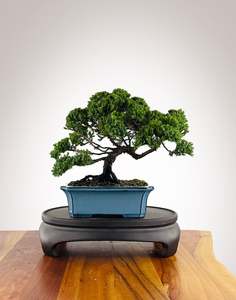 Japanese Juniper (JJ2604007)