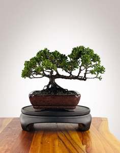 Japanese Juniper (JJ2604006)