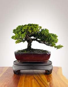 Japanese Juniper (JJ2604005)