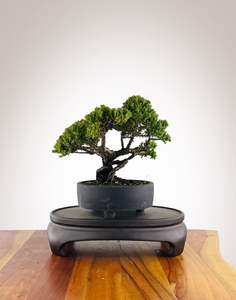 Japanese Juniper (JJ2604004)