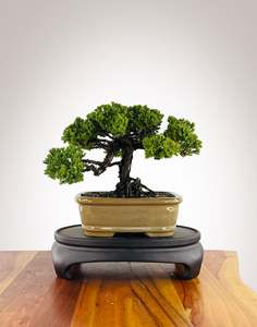 Japanese Juniper (JJ2604003)