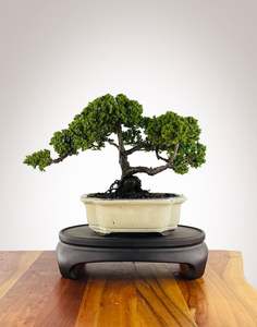 Japanese Juniper (JJ2604002)