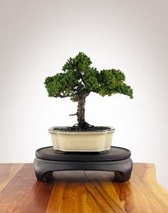 Japanese Juniper (JJ2604001)