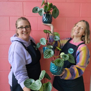 Watermelon Peperomia in Deep Blue Ceramic Pot