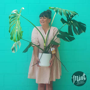 Birthday Click On Image: XL Monstera in White Ceramic Pot