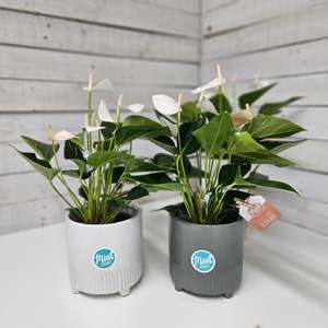 Birthday Click On Image: Large White Anthurium Plant in Footed Ceramic Pot