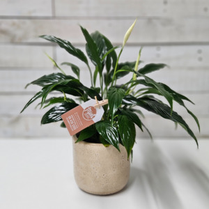 Lush Peace Lily Plant in Earthy Ceramic Pot