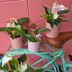 Birthday Click On Image: Mini Anthurium Plant in Ceramic Pot