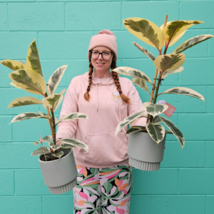 Birthday Click On Image: Ficus Plant in Ceramic Pot