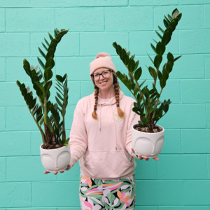 'ZZ' Zamioculus Plant in Ceramic Buddah Pot