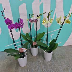 Most Popular: Tropical Orchid Plant - DOUBLE Flowering Stems  (WHANGAREI DELIVERY ONLY)