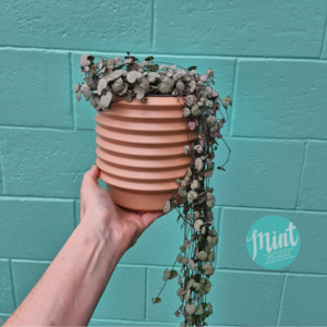 Large Chain of Hearts Plant in Nude Ceramic Pot