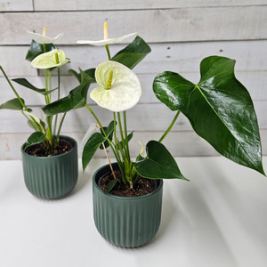 Under 65 Cheap And Cheerful: White Anthurium Plant in Ceramic Pot