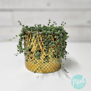 Under 65 Cheap And Cheerful: String of Pearls in Golden Pot