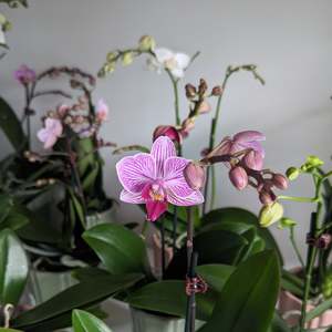 Under 65 Cheap And Cheerful: Mini Orchid Plant in Ceramic Pot