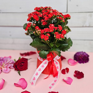 Sales Specials Cheap Flowers: Kalanchoe Plant in Red Ceramic Pot
