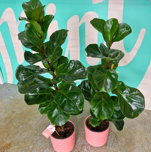 Birthday Click On Image: Ficus Bambino Plant in Ceramic Pot