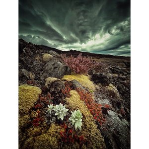 Bloom - Minty & Company