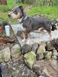 MK Classic Edition Chrome