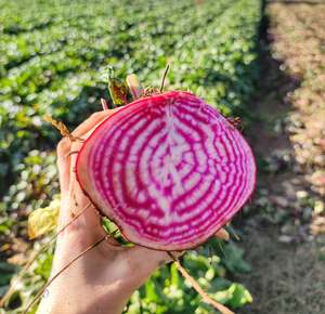 Weekly Add Ons: Add 500g Chioggia Beetroot