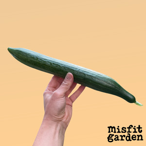 Weekly Add Ons: Add x1 Cucumber * FYI plastic wrapped *